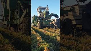 Ford 7710 Extreme carrot harvest  #tractor #farming #agriculture #landwirtschaft #agro