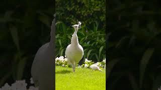 The Peahen and Peachick Forage Together