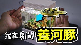 大學生、上班族在桌上輕鬆養魚！用一個巴掌大的套缸養河豚！1 liter fish tank 巧克力娃娃/不怕人的魚/淡水河豚/會吃蝸牛的魚/迷你河魨