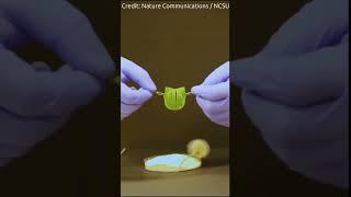 Universal Robotic Grippers