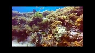 Scuba Diving in Cancun - Aquadivingtours.com