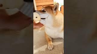 負けないでしゅよ～#ぼくが#一番#強いんでしゅよ#おもちゃ遊び#柴犬#もこたん