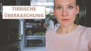 Das erwartet man nicht im Kühlschrank  Vlog | Simone Stark