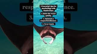 Three essential tips for snorkeling with Manta Rays 