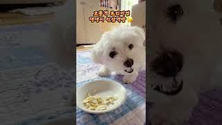 고품격 프리미엄 댕댕이 인삼먹방 #lovelydog #인삼먹는달콩이 #먹방 #프리미엄 #진주목걸이 #asmr #shorts