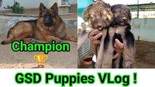 GSD Puppies and Farm visit near Gandhinagar ! | Amdavadi Ajju VLog