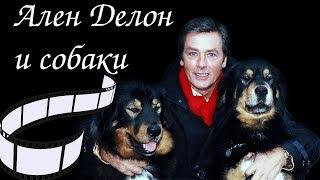 Ален Делон и собаки. Alain Delon and the dogs.