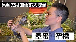 【昆蟲擾西上課了！】呆萌威猛的蛋龜大塊頭 墨蛋＆窄橋 Narrow-bridged Musk Turtle