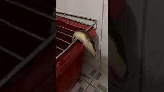 민물장어가 죽은척 하는건가?  #뱀장어 #장어구이