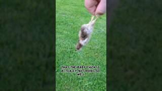 The Baby Chick Is Not Doing Well!! #babychick