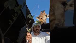 Dubai Sheikh hamdan very caring animal lover man#dubaiblog #royalfamily #fazzauae#Usa# Sheikh hamdan