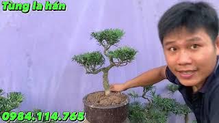 Tùng la hán Bonsai để bàn | Cần ra đi 11 Cây Tùng la hán 900k/ cây | Tùng la hán Bonsai Mini