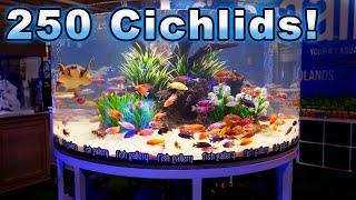 250 Peacock Cichlids in This Aquarium! The BEST of Aquashella Dallas 2021