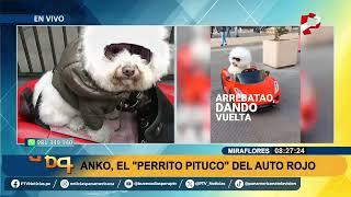 Conozca a Anko, el "perrito pituco" del auto rojo que causa sensación en redes sociales