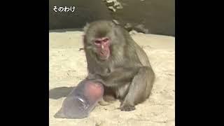 ついに！? もうすぐ #世界ニホンザルの日 #amazinganimals #japanesemonkey #japantravel #聖地 #primatology #evolution #パズル