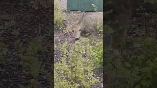 Deer at quesneldowntownrvpark.com #nature #deer #camping