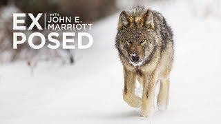 The Hidden World of Trapping - The Attack on the Canadian Wolf | EXPOSED Conservation | EP 11