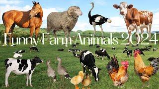 Funny Farm Animals 2024: Goats, Dairy Cows, Grass Cows, Buffalos, Sheep, Ostriches, Cats