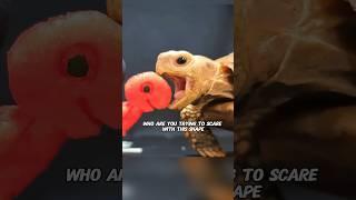 Turtle eating broadcast #shortvideo #turtle #shorts