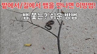 밭에서/길에서 뱀을 만나면 이방법!#How to catch a snake easily with tape#제일쉽게 뱀 잡는 방법#농사유튜브