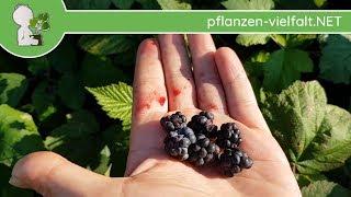 Kratzbeere - Reife Früchte - 30.06.18 (Rubus caesius) - essbare Wildkräuter Bestimmung