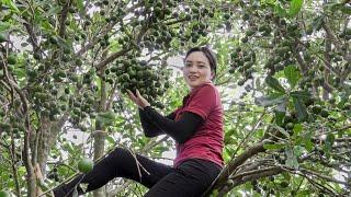 Harvesting macadamia, Figs Fruit  Go to the market to sell  Lucia Daily Life