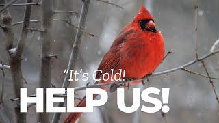 How Do Birds Deal With The Cold?