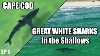 Great White Shark Eats a Fish Near Shore: Cape Cod EP 1