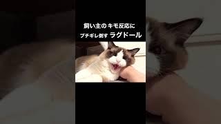 飼い主のキモリアクションにブチギレ倒すラグドール