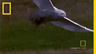 Snowy Owl | National Geographic