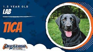 Lab Training Roanoke | Roanoke Dog Training Video