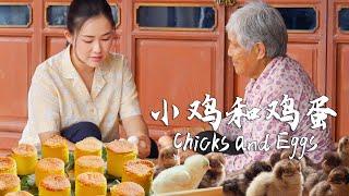 Chicks and eggs — which came first, the chicken or the egg?【滇西小哥】