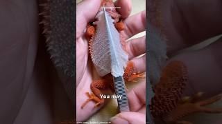 Why Bearded Dragons Shed Their Skin Like This 