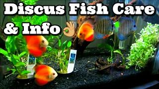 Discus Fish Care and Information