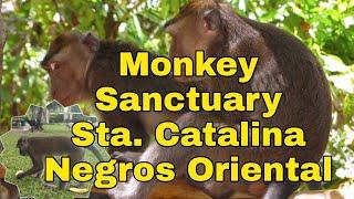 Monkey Sanctuary Sta. Catalina Negros Oriental-from basay tour to sta. catalina