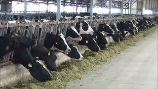 Tour of modern, expanding dairies in China