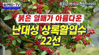 붉은 열매가 아름다운 상록활엽수 22선