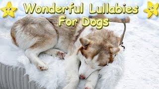 Super Relaxing Music For Huskies  Calm Your Dog Within Minutes