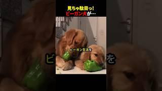 見ちゃ駄目っ!ビーガン犬が… #ほっこりショート