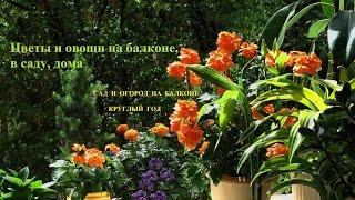 Сад и огород на балконе круглый год