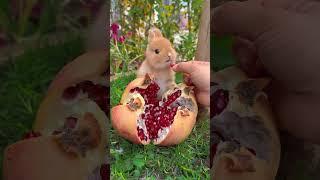 The little rabbit eats the big pomegranate. Cute pet debut plan. Rabbit