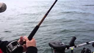 Halibut fishing surprise