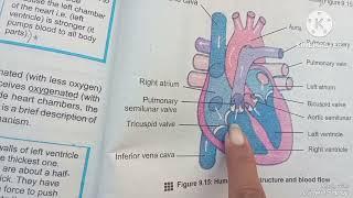 Heart structure / Easy explanation of Heart structure