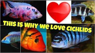THIS IS WHY WE LOVE CICHLIDS! THE MOST POPULAR AQUARIUM FISH SPECIES