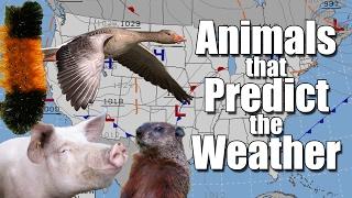 Animals that Predict the Weather