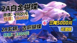 【招財魚】2A玄銀、古銅、白金蝴蝶鯉_特價：1800元/尾_可混搭：三尾5000元