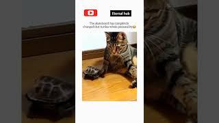 The skateboard completely changed turtle|ETERNAL HUB | #shorts #eternalhub #science #science