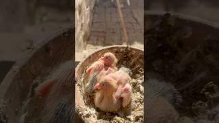 Blacktailpigeon baby#foryou #bird #birdspecies #pigeonbreed #pigeonbird #blacktailpigeon #shortvideo