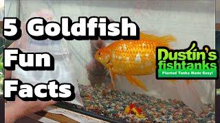 How to Keep Goldfish: Goldfish Facts- Five fun Facts about Goldfish