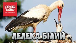 Лелека білий. Перелітні птахи України. Серія «Природне довкілля». Пізнаймо світ разом!